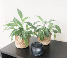 Afbeelding in Gallery-weergave laden, Mandje voor plantje
