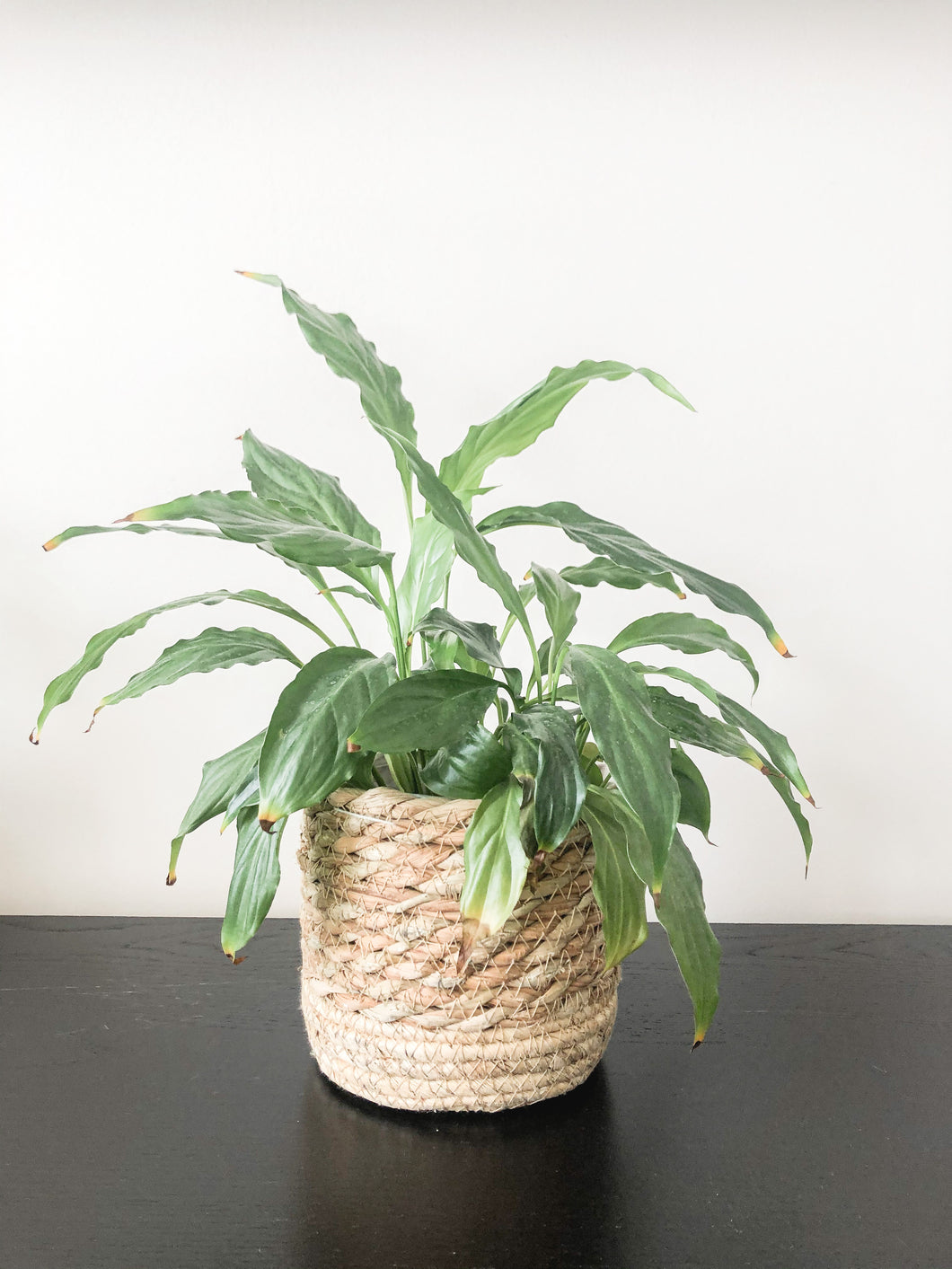 Mandje voor plantje